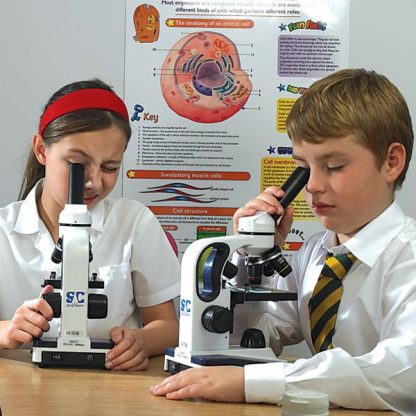 Microscope Slide - Artery and vein (Each)