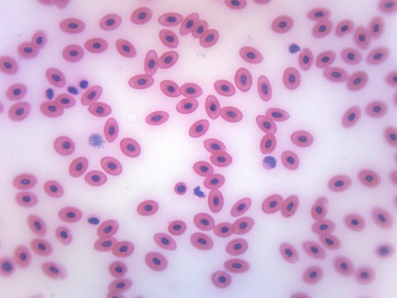 Microscope Slide - Blood smear Giemsa (Each)