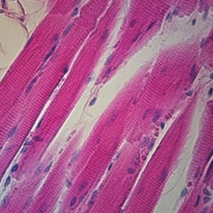 Microscope Slide - Mammal spinal cord ne (Each)