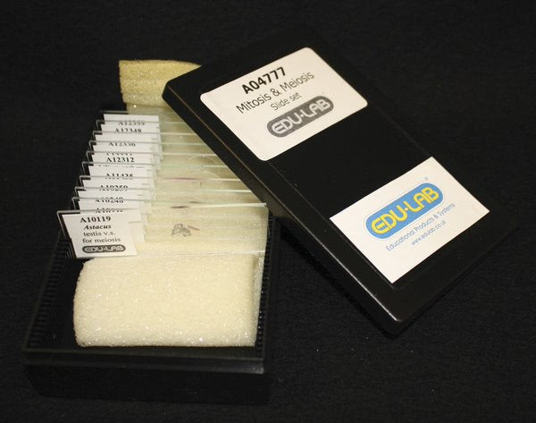 Mitosis & Meiosis Set, Microscope Slides