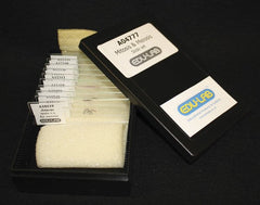 Mitosis & Meiosis Set, Microscope Slides
