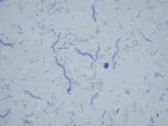 Bacteria Slides - Set of 12