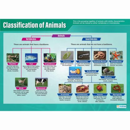 Poster - Our Animal World (Animal Classification)