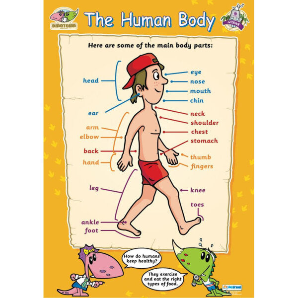Poster: The Human Body (Each)