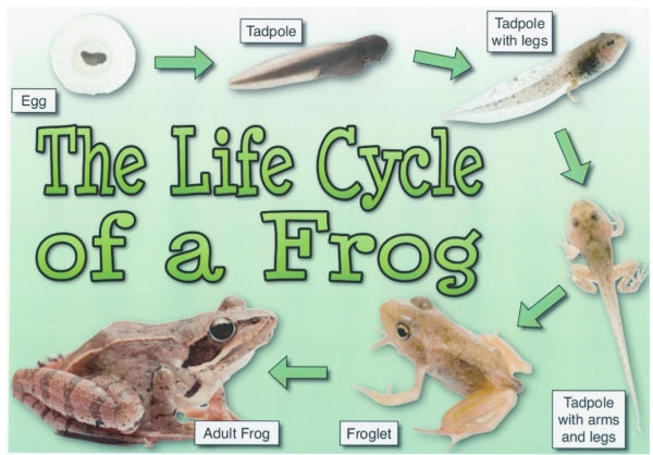 Life cycle of frog poster (each)