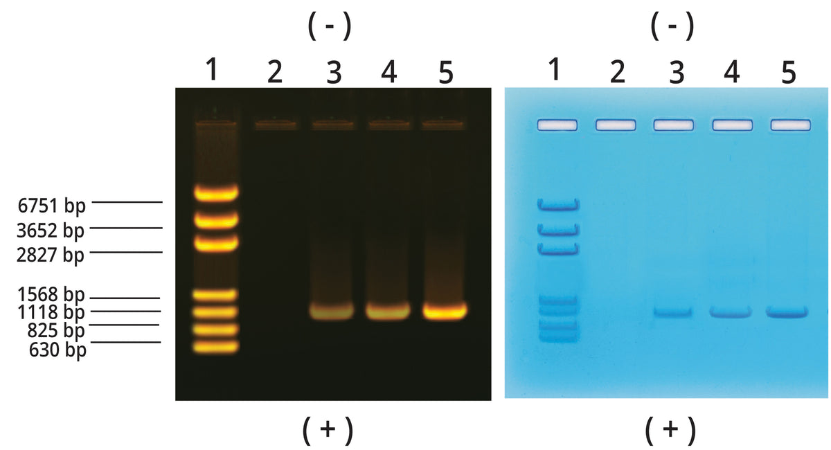 Edvotek Activity Kit - PCR Amplification of DNA