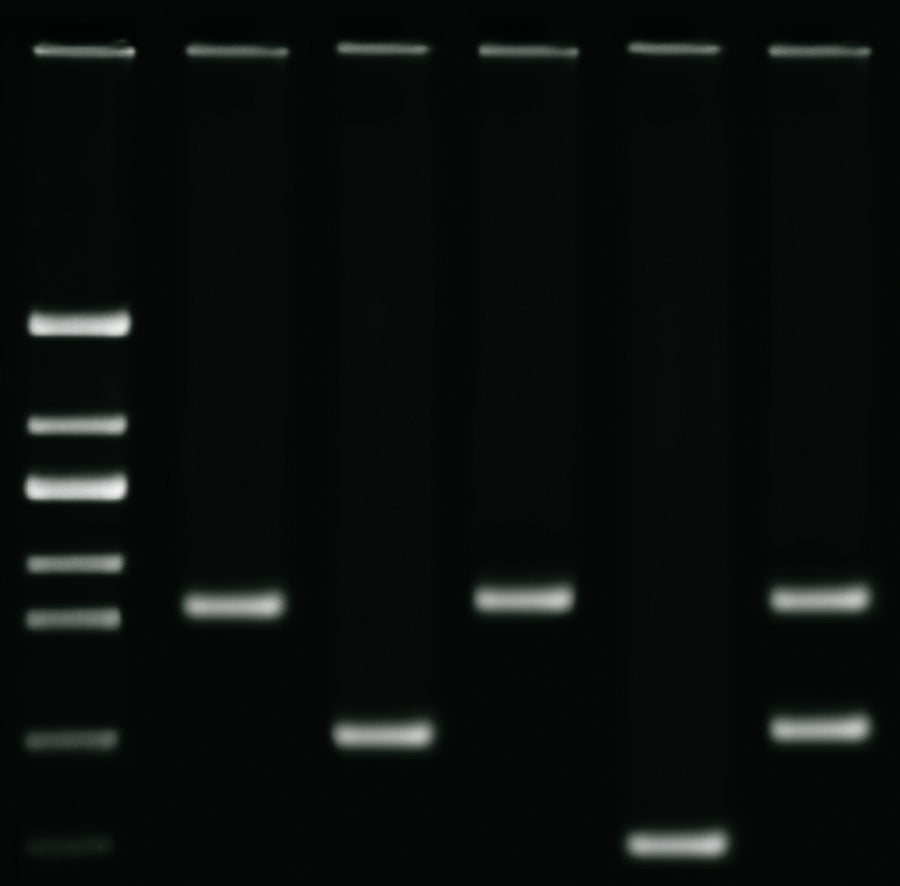 Edvotek Activity Kit - DNA Fingerprinting using PCR