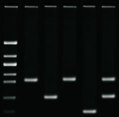Edvotek Activity Kit - DNA Fingerprinting using PCR