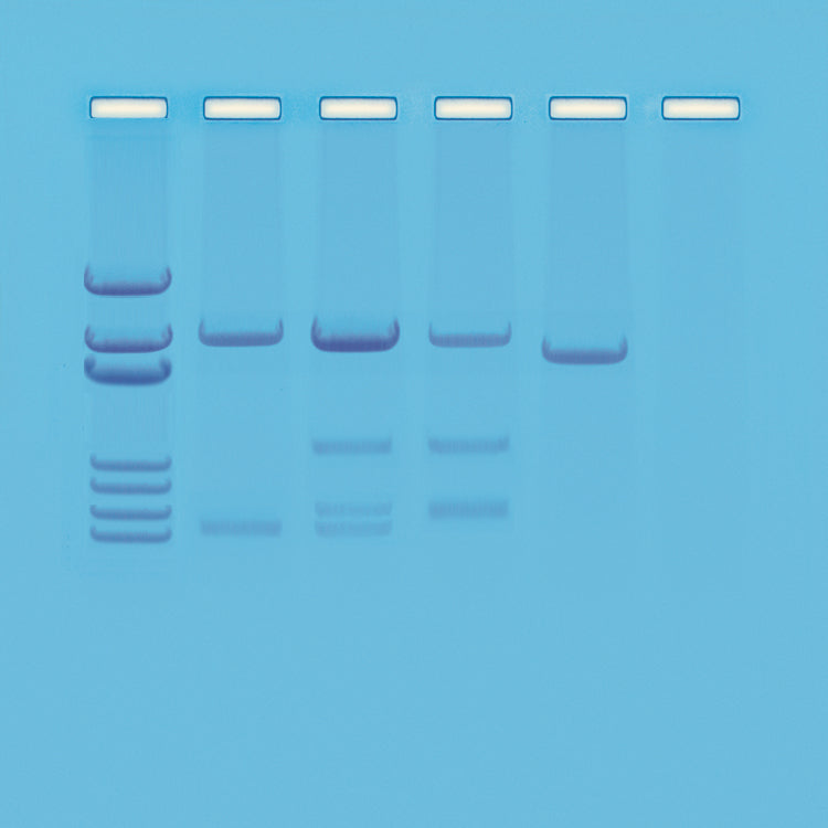 Edvotek Activity Kit - DNA Paternity Testing Simulation