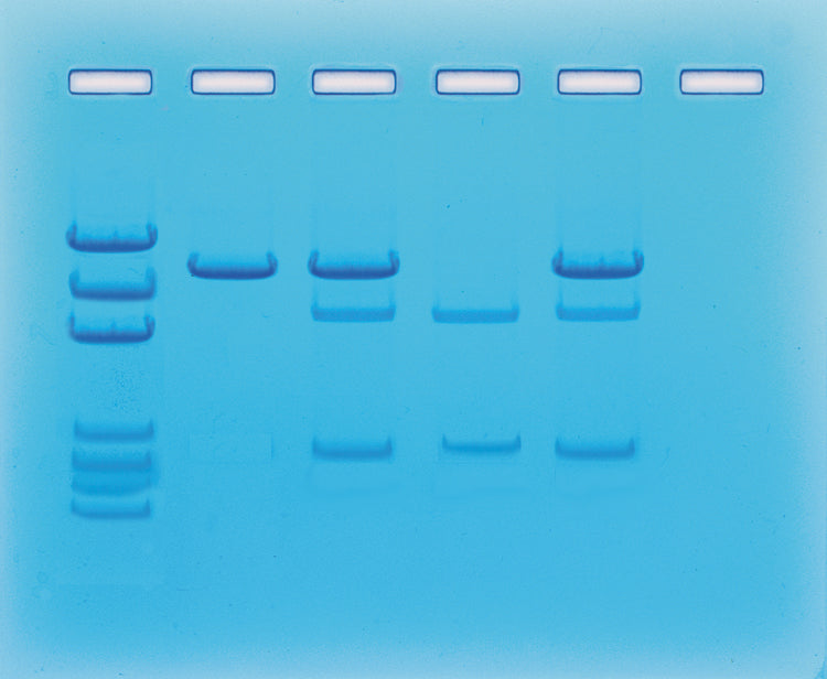 Edvotek Activity Kit - Cancer Gene Detection