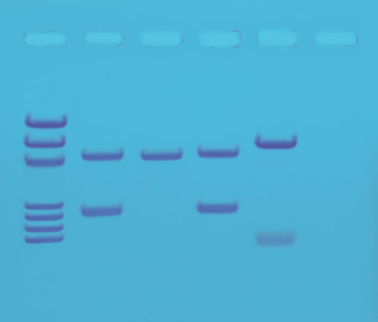Edvotek Activity Kit - DNA Fingerprinting by PCR Amplification