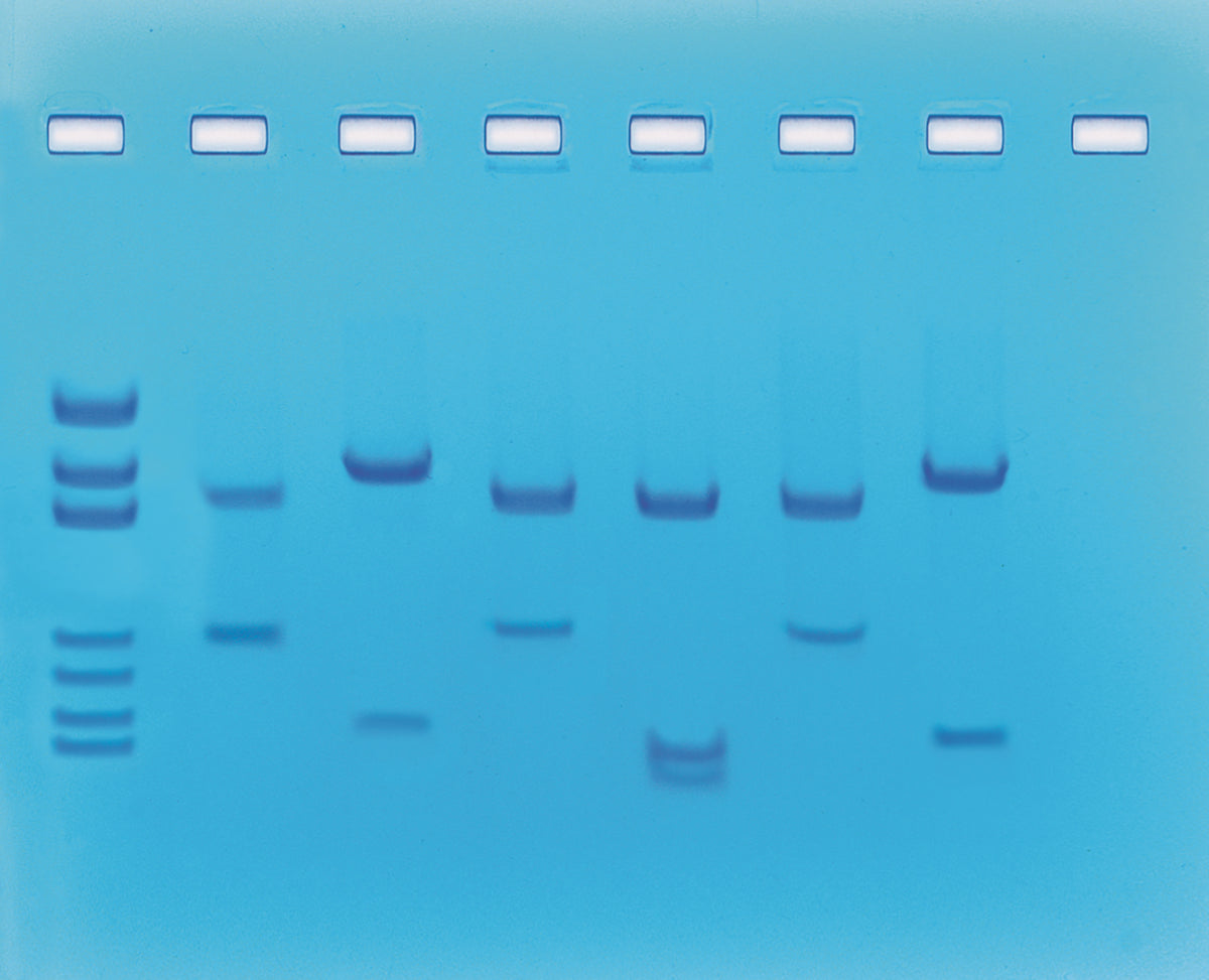 Edvotek Activity Kit - DNA Fingerprinting Using Restriction Enzymes