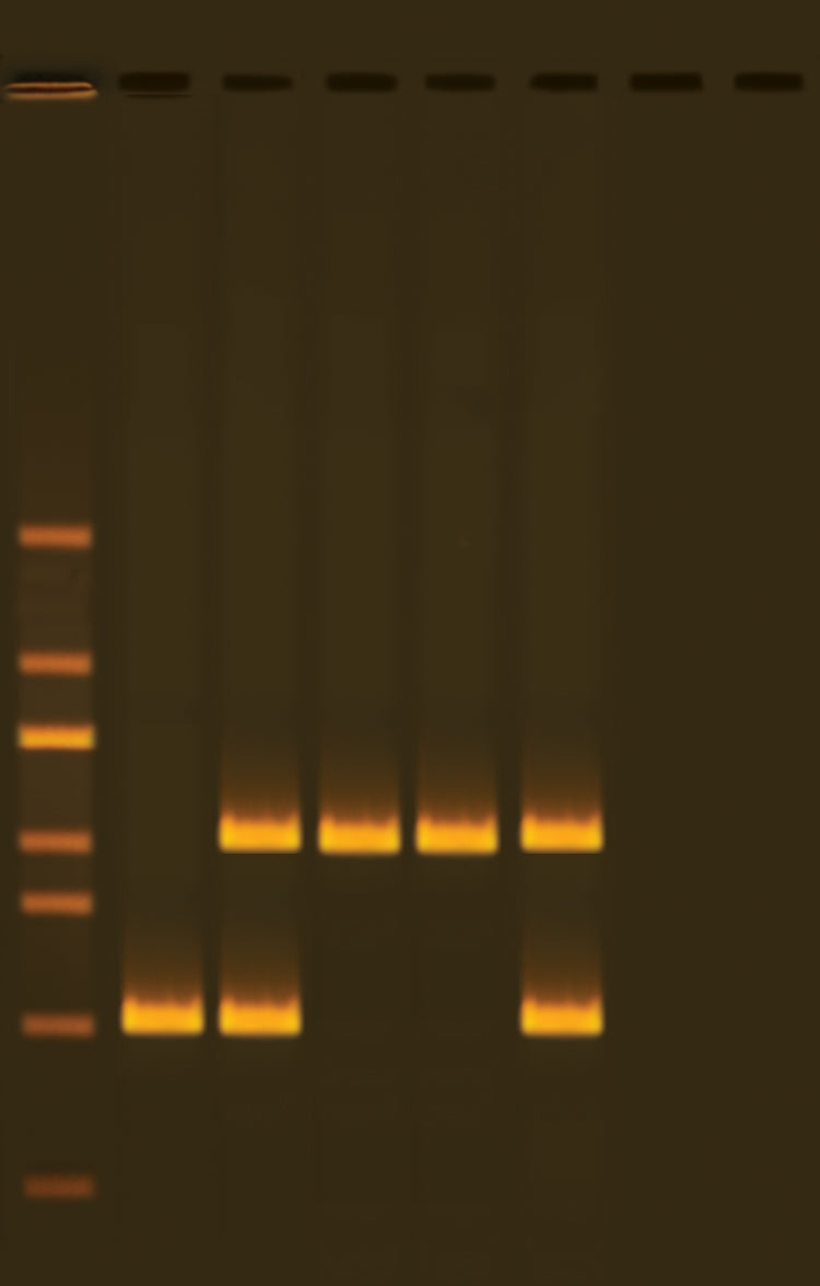 Edvotek Activity Kit - Alu Human DNA Typing Using PCR