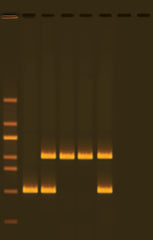Edvotek Activity Kit - Alu Human DNA Typing Using PCR