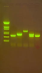 Edvotek Activity Kit - Water Quality Testing III: Multiplex PCR Testing of Water Contaminants