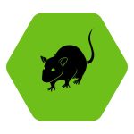 Rats, Frozen, Pack of 5
