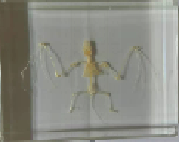 bat Skeleton