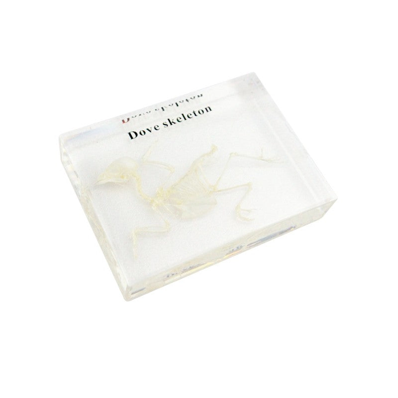 Dove Skeleton