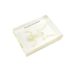 frog  Skeleton