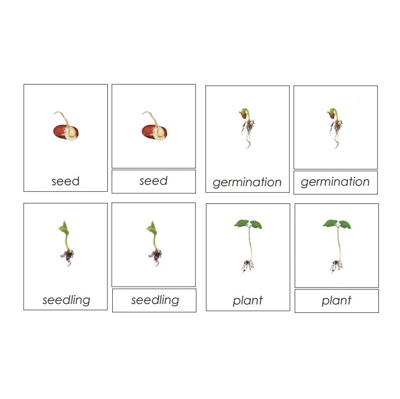 Sorting Cards-Plant Life Cycle EN
