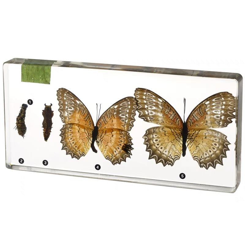 Life Cycle of Cabbage Butterfly