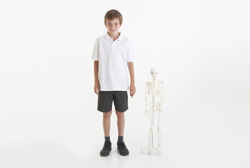 HALF-SCALE SKELETON, EACH