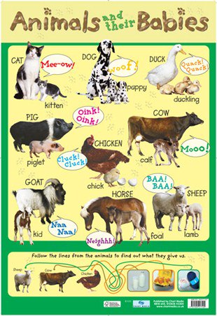 Poster - Baby Animals