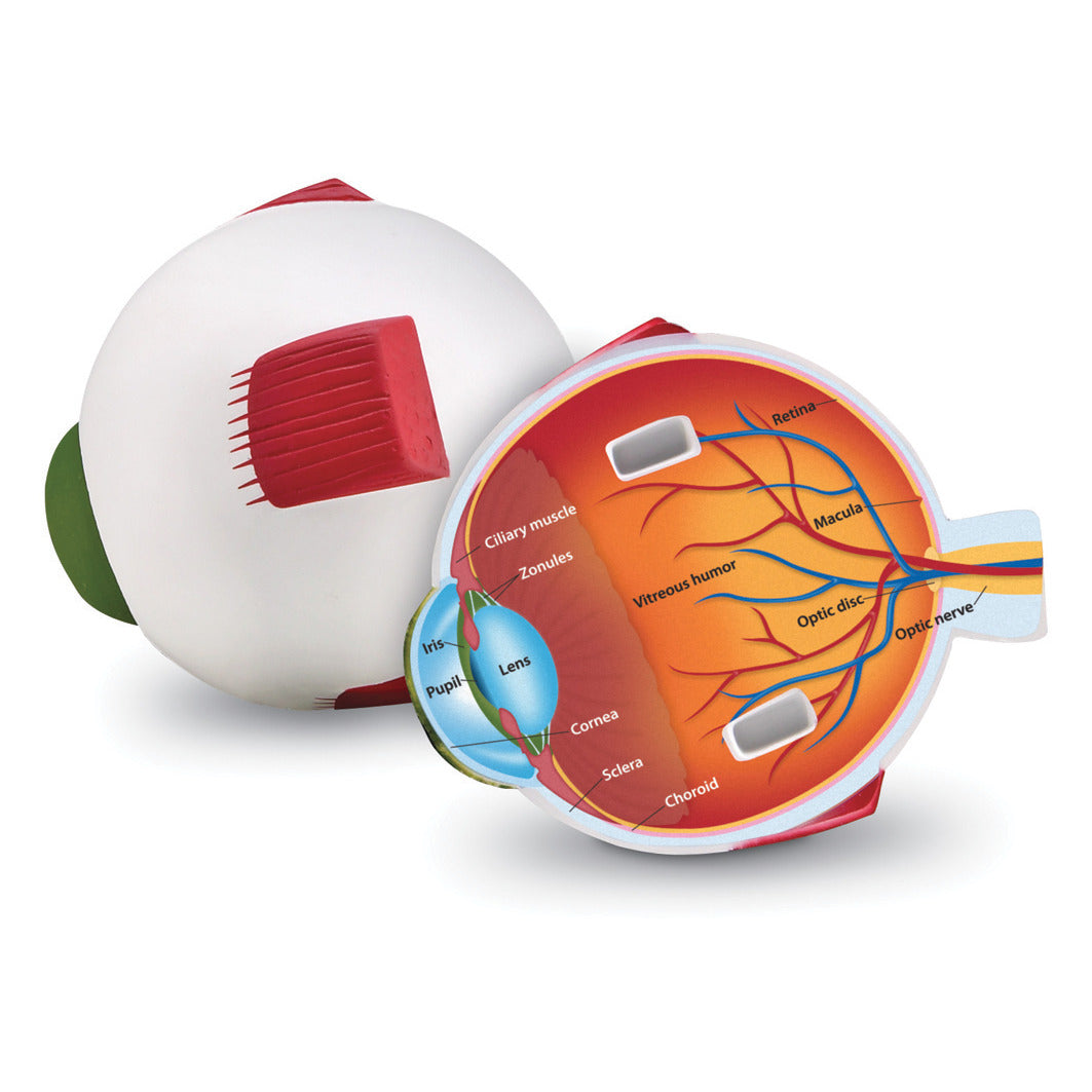 Anatomical Models - Eyeball