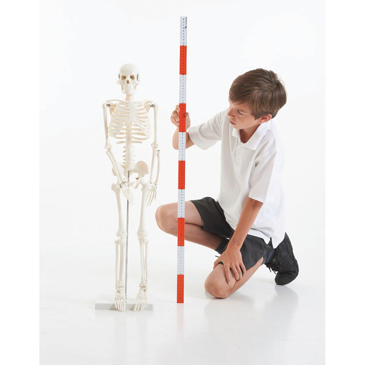 Desktop Skeleton