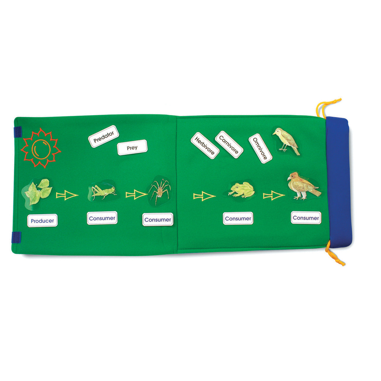 Foldout Food Chain