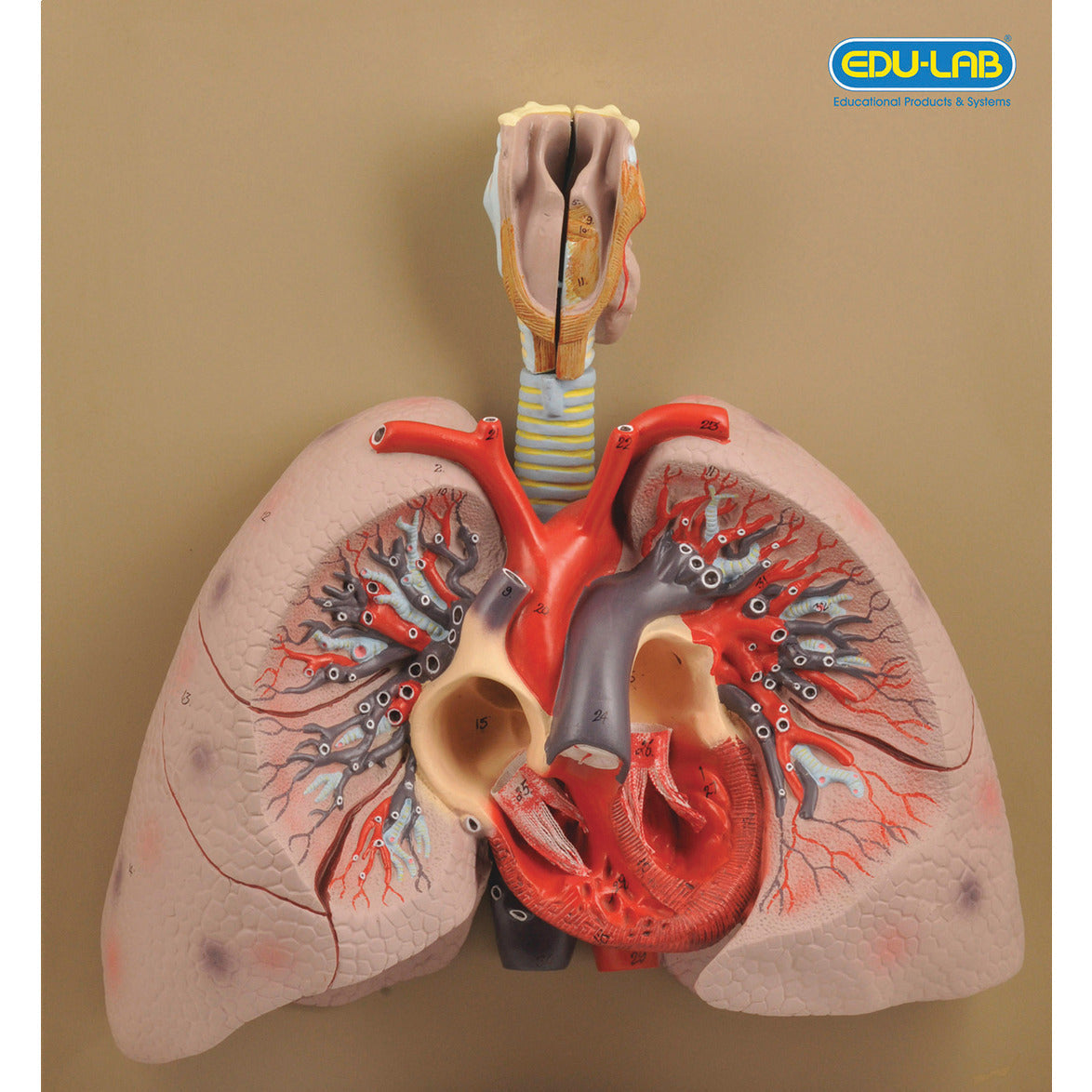 Model Heart, Lungs & Larynx