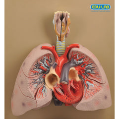 Model Heart, Lungs & Larynx