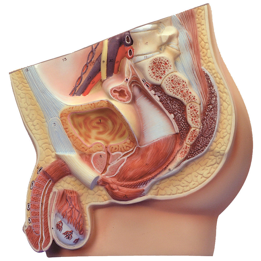 Model - Male Pelvis Section