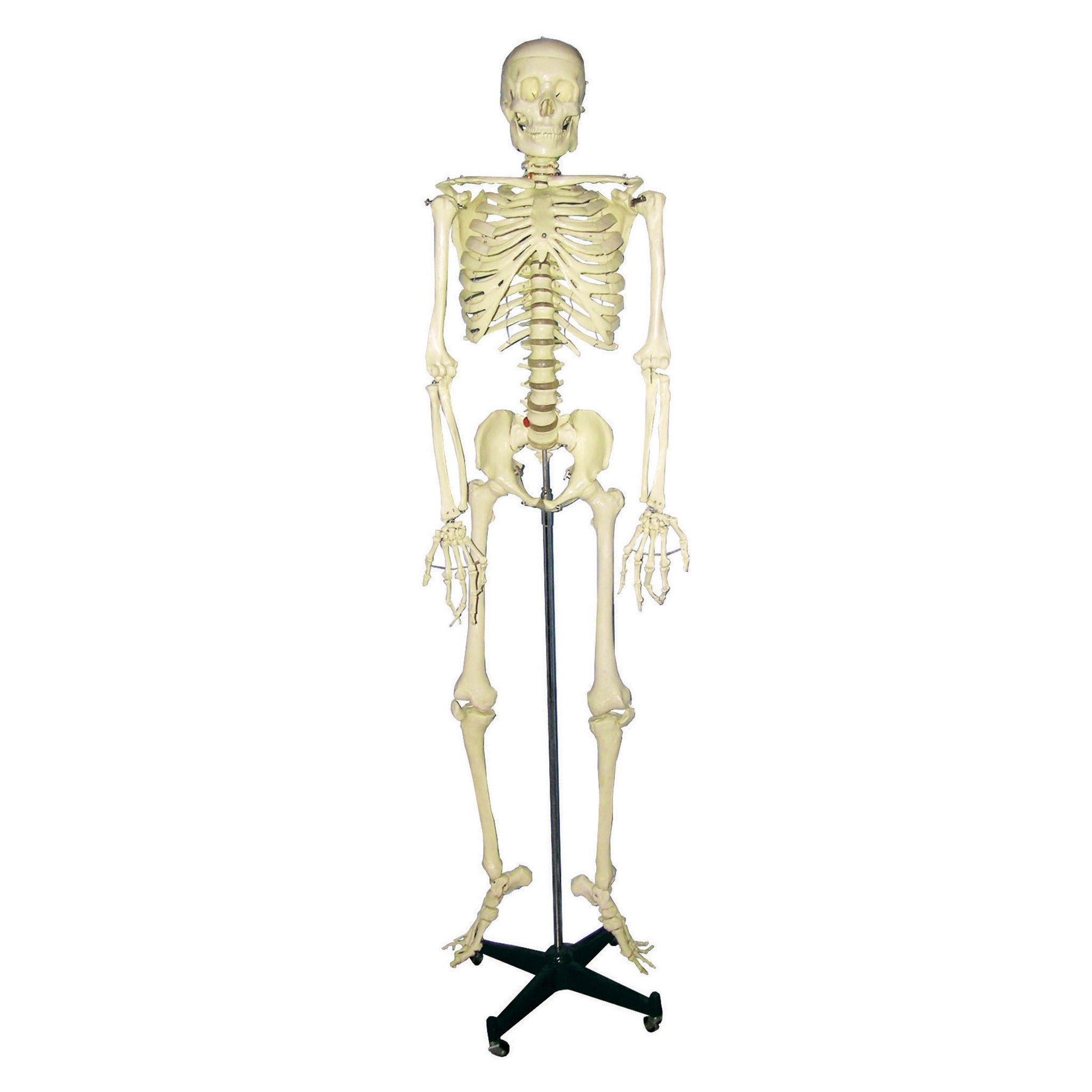 Model Skeleton