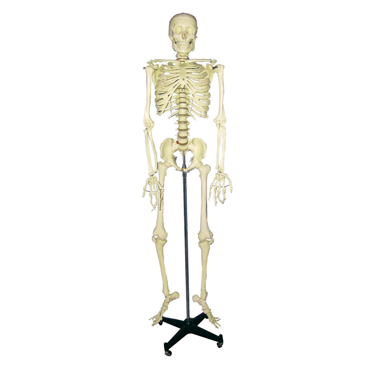 Model Skeleton