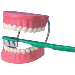 Giant Teeth & Toothbrush Model