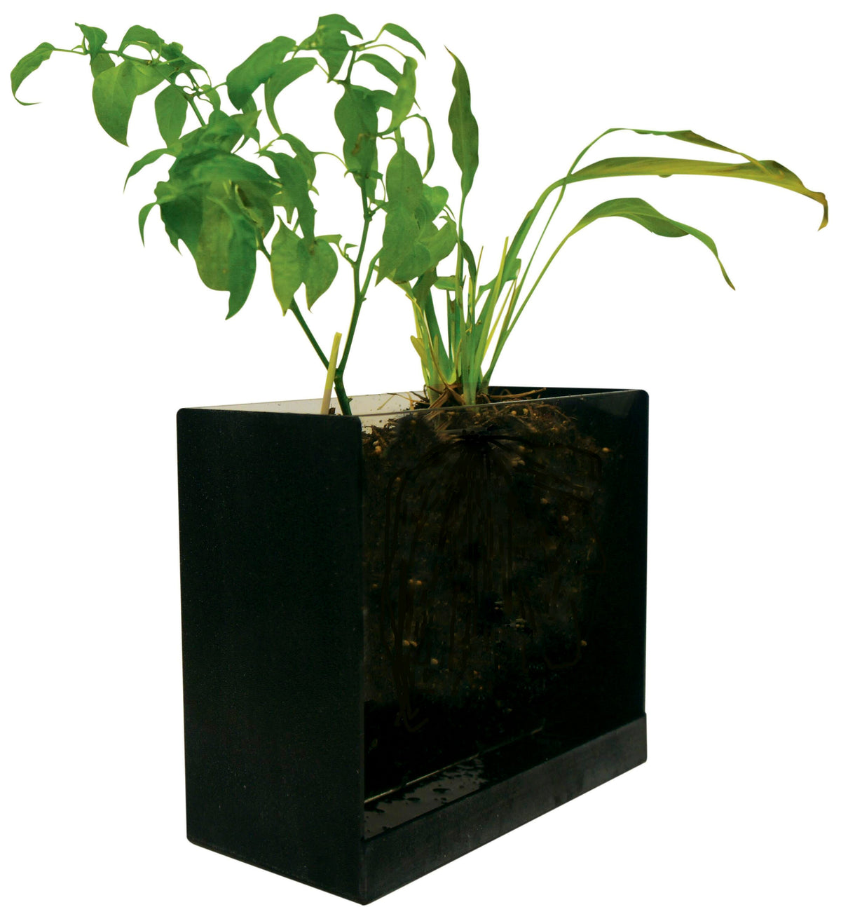 ROOT TANK