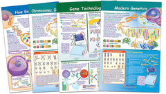 DISC-CHARTS BB MS CHROMOSOMES SET/4