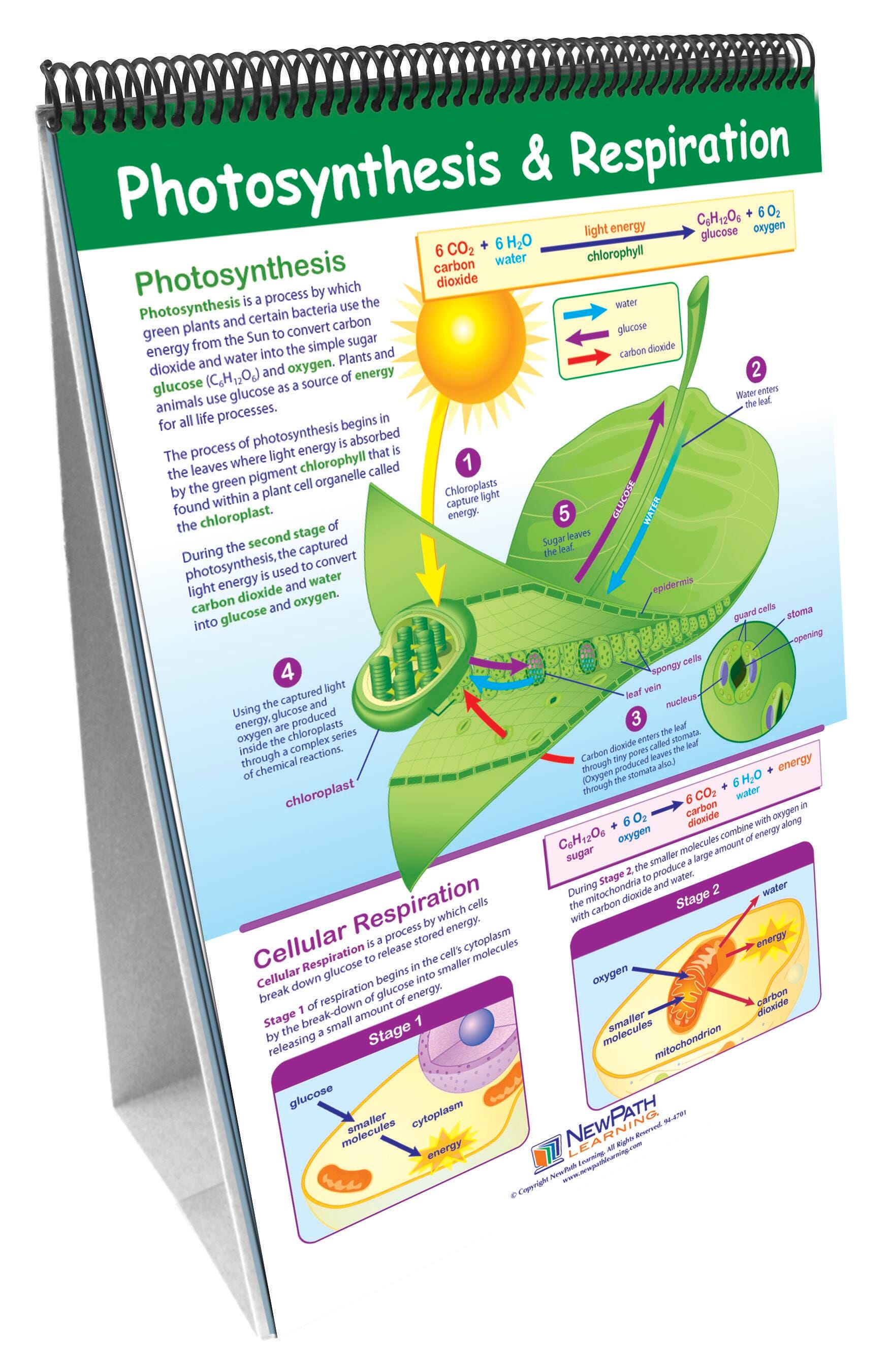 DISC-NEWPATH LEARNING - FLIP CHART - LIFE SCIENCE  CURRICULUM SET - GRADES 5-9