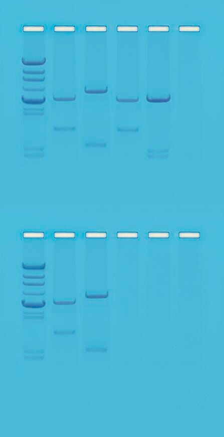 DISC-KIT DNA FINGERPRINTING USING RESTRICTION ENZYMES