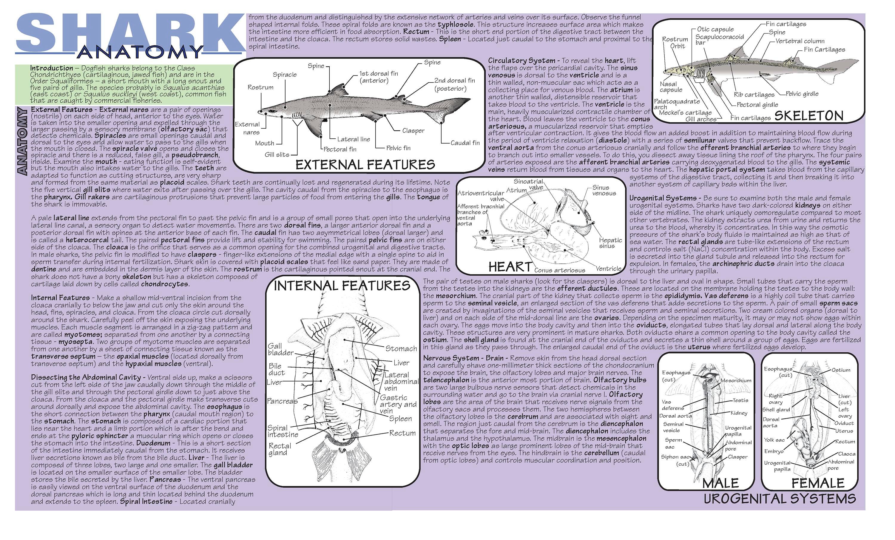 DISC-MAT DOGFISH SHARK DISSECTION