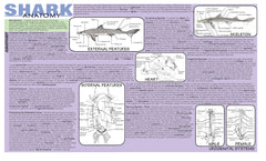 DISC-MAT DOGFISH SHARK DISSECTION