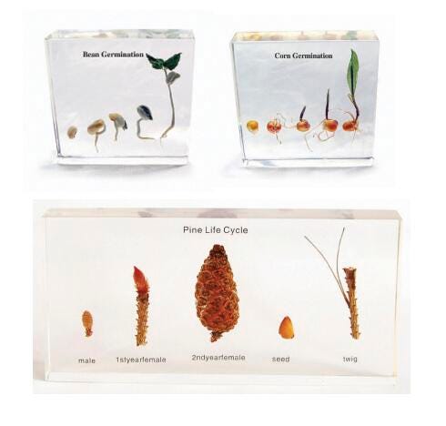 SPECIMEN BLOCK LIFE CYCLE  S/3