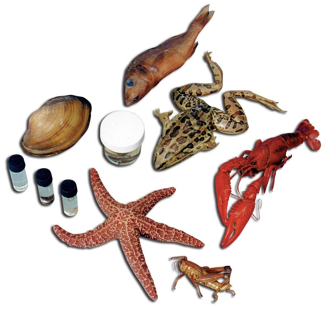 12 SPECIMEN CLASSROOM PACK - MEDIUM - VAC PACK OF 10
