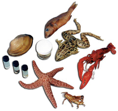 12 SPECIMEN CLASSROOM PACK - MEDIUM - VAC PACK OF 10