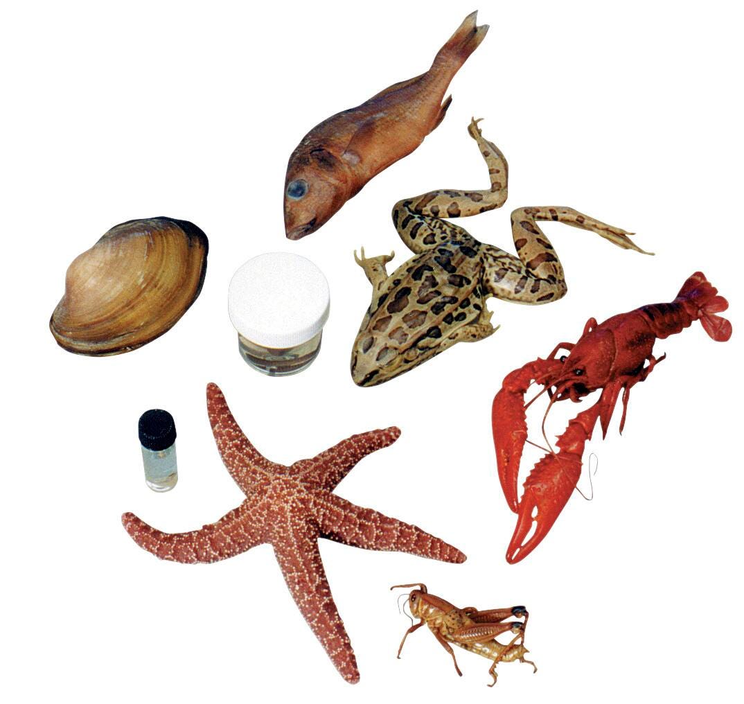 8 SPECIMEN CLASSROOM PACK - MEDIUM - VAC PACK OF 25