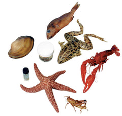 8 SPECIMEN CLASSROOM PACK - MEDIUM - VAC PACK OF 25