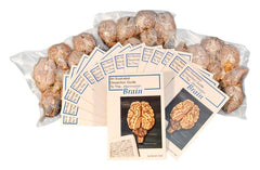 SHEEP BRAIN - VAC PACK OF 30