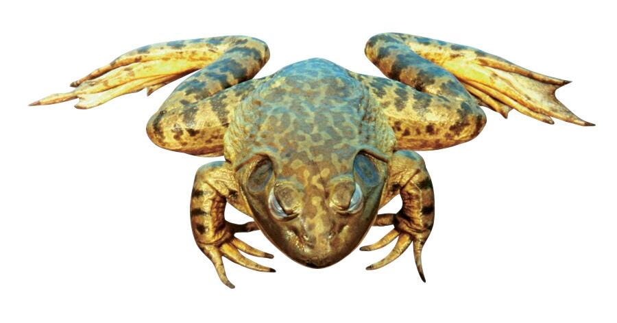 BULL FROG - PLAIN - 6-7 IN - WET PAIL PK OF 50