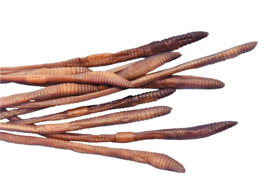 DISC-EARTHWORM LUMBRICUS PLAIN XL PK/100